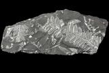 Wide Fossil Seed Fern Plate - Pennsylvania #79678-3